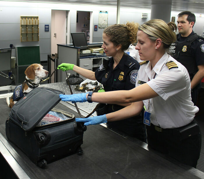 ТАможенники открывают чемодан