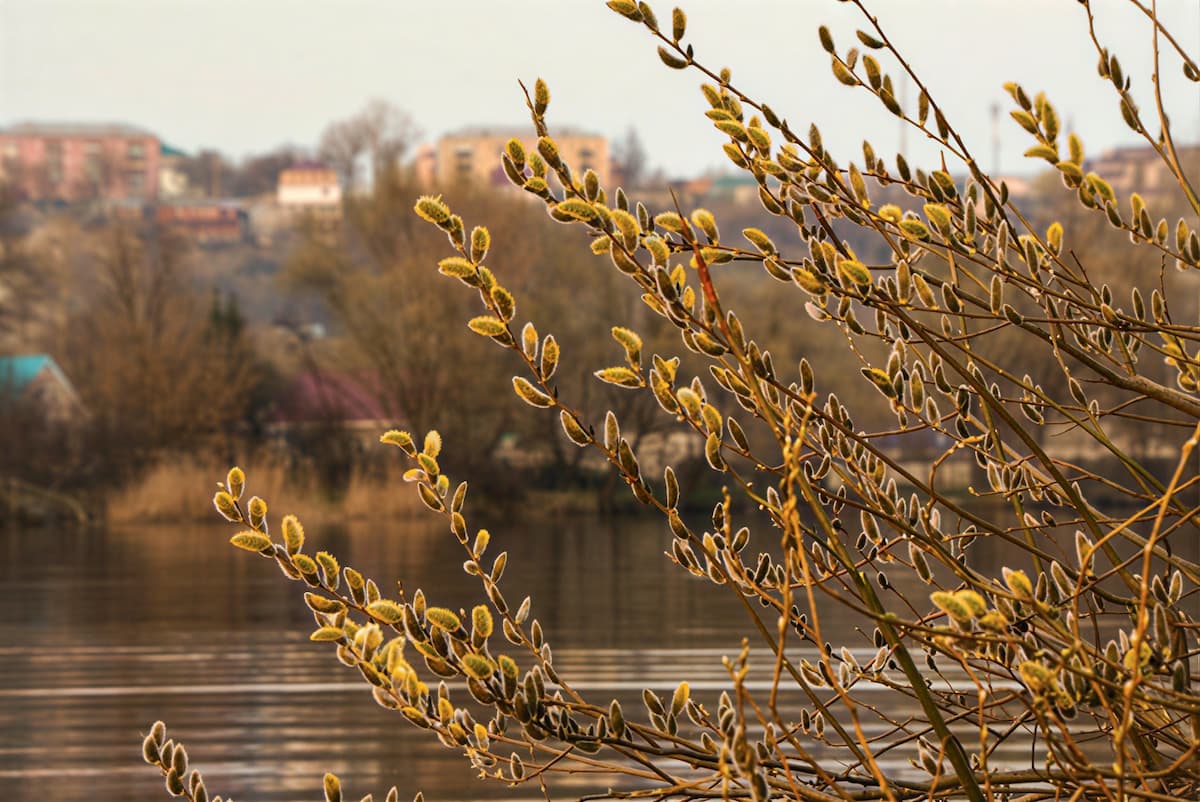 Весенний пейзаж с вербами вдоль реки в русской деревне