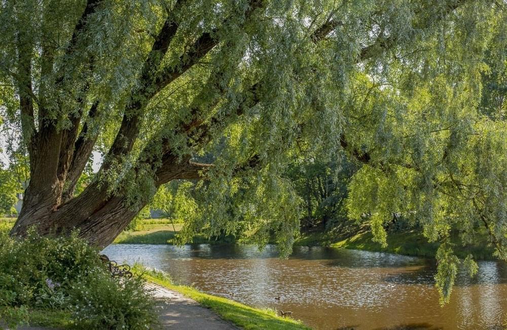 Старая дуплистая верба у реки &mdash; в славянской мифологии такие деревья считались прибежищем нечистой силы