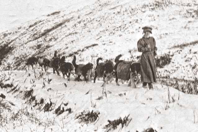 Фанни Квигли и её собачья упряжка, Кантишна, Аляска, 1915 год