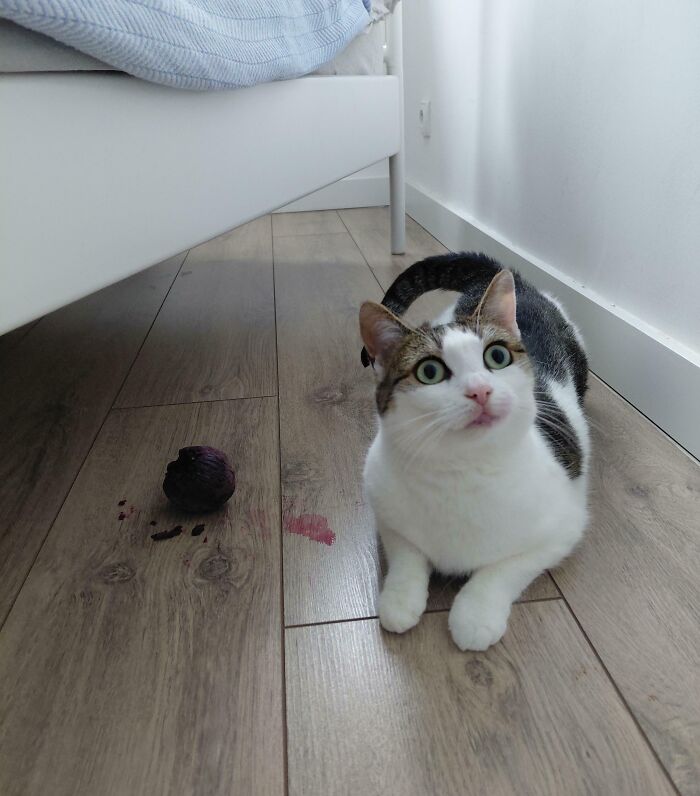 Кот сидит под кроватью рядом с раздавленной варёной свёклой