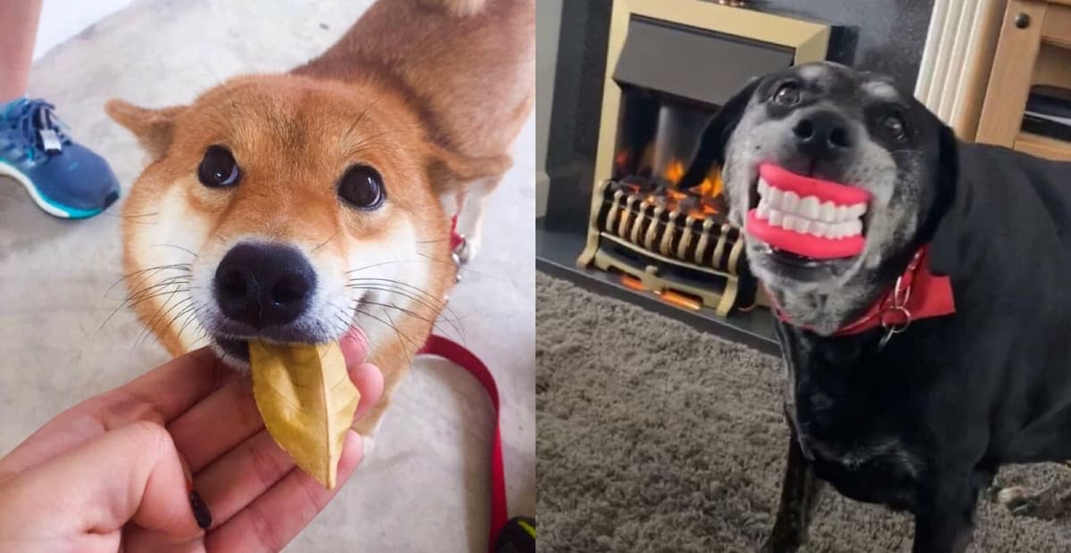 Bigpicture ru коллаж 2