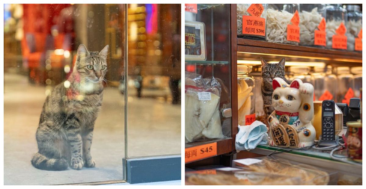 Bigpicture ru котоколлаж