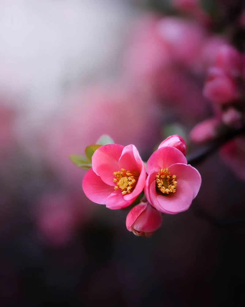 Розовый цветок в рассветном свете, макросъёмка