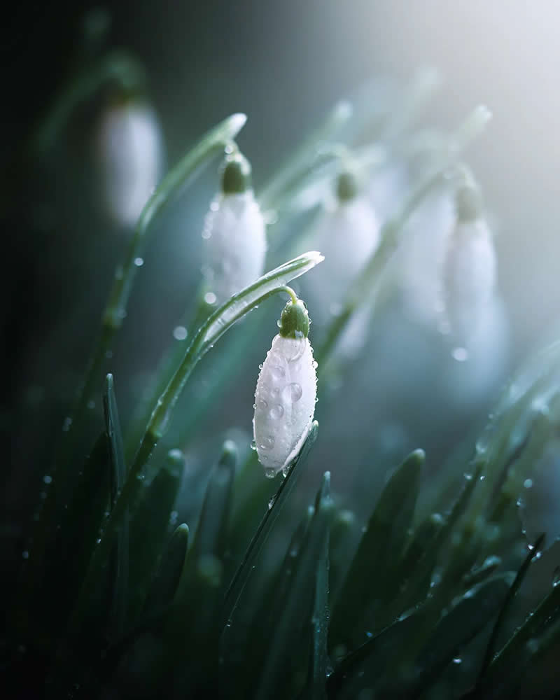 Заиндевевший цветок в утреннем свете, макро