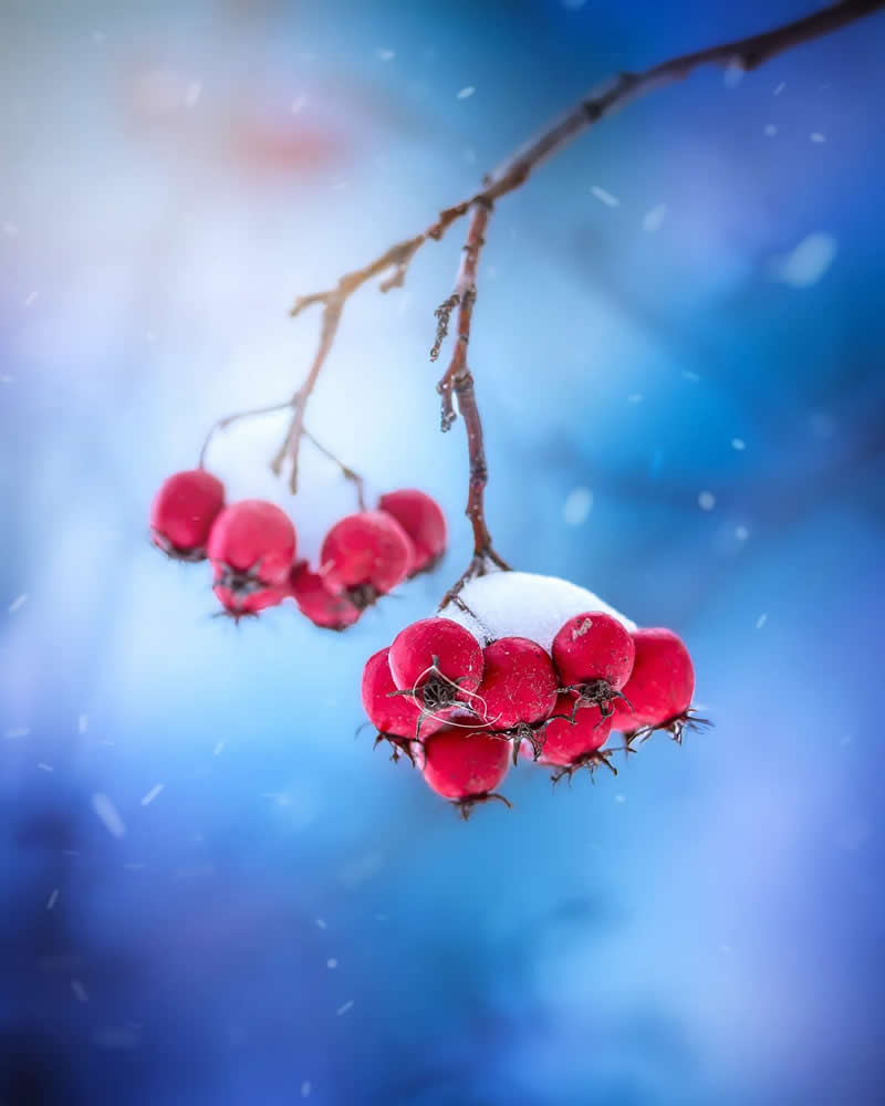 Красные ягоды в инее на зимнем фоне, макросъёмка