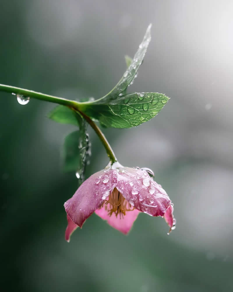 Капля дождя на увядающем цветке, макросъёмка