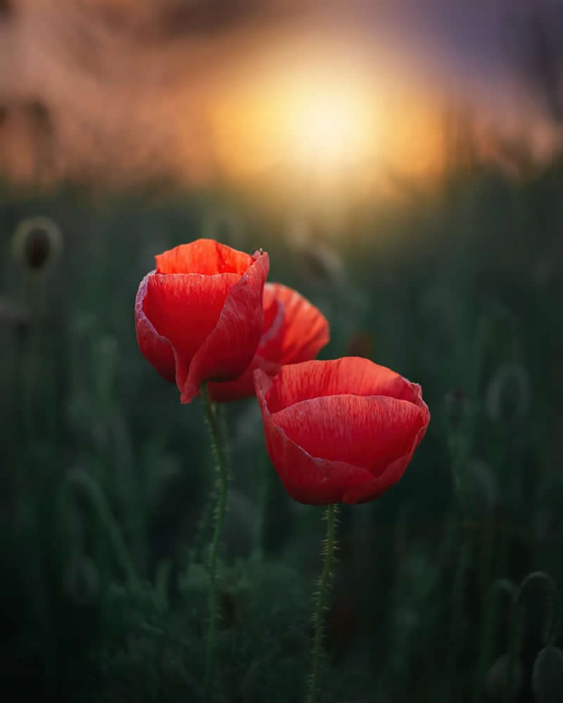Красный цветок в золотом закатном свете, макро