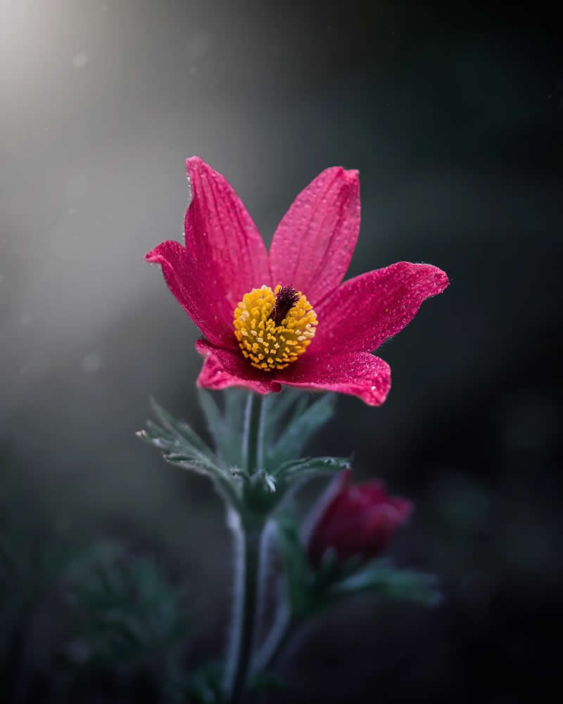 Алый цветок в спокойном рассеянном свете, макро