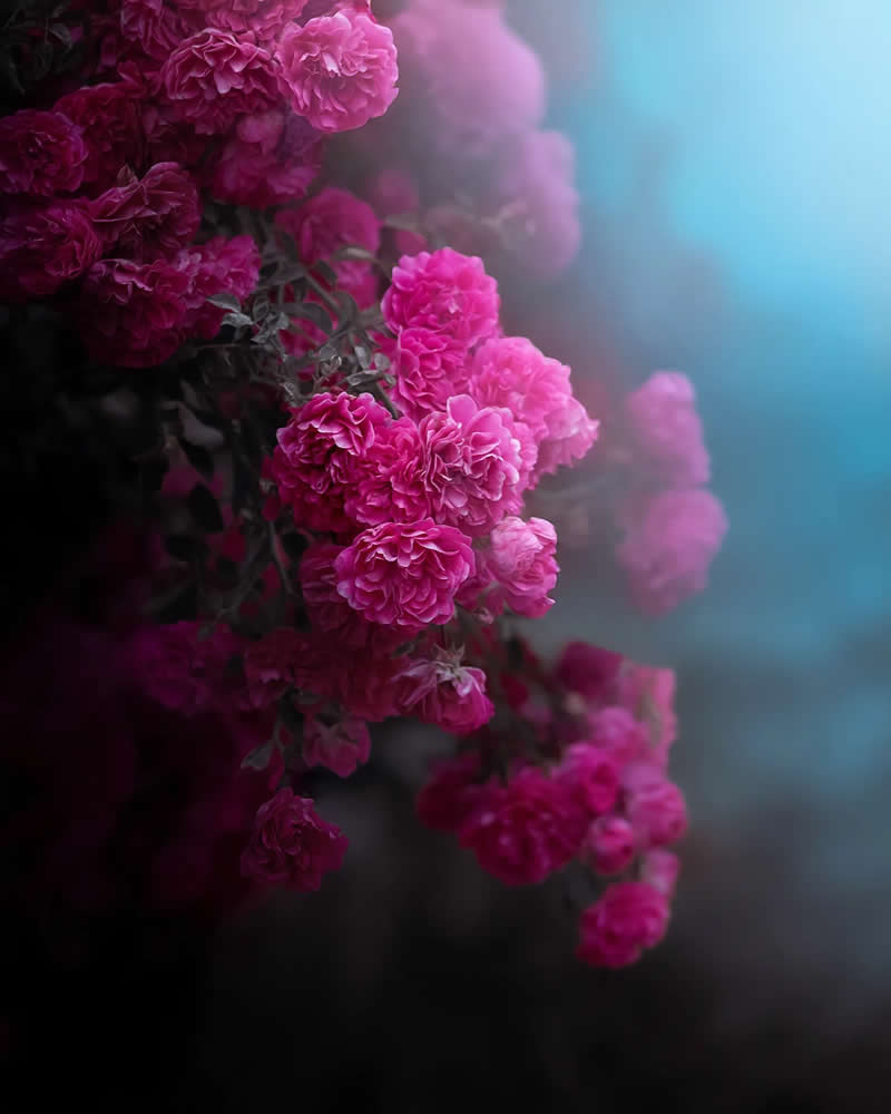 Розовый цветок с голубым размытым фоном, макросъёмка