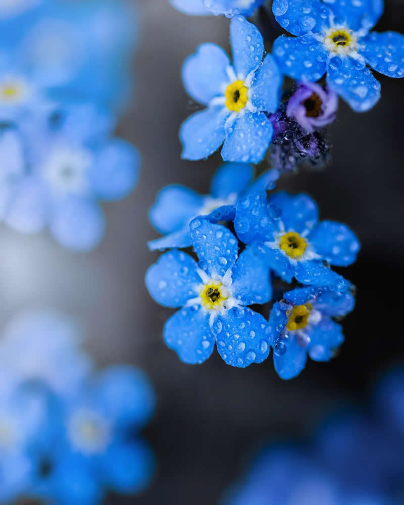 Синие цветы после дождя с каплями воды, макро