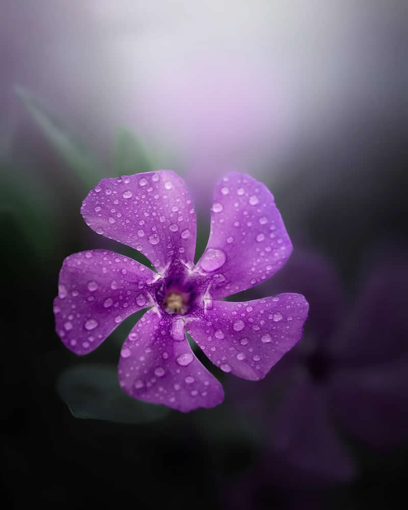 Сиреневый цветок с каплей света, макросъёмка