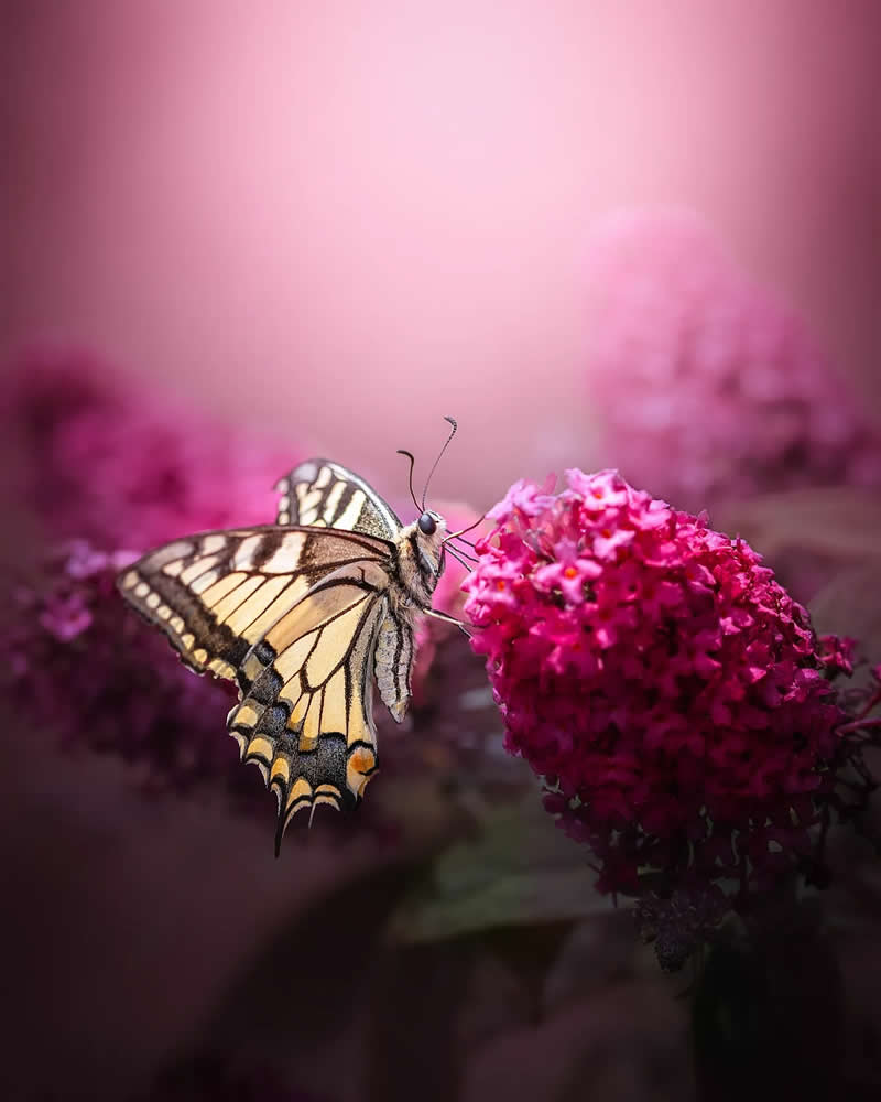 Бабочка на розовом цветке в нежном свете, макро