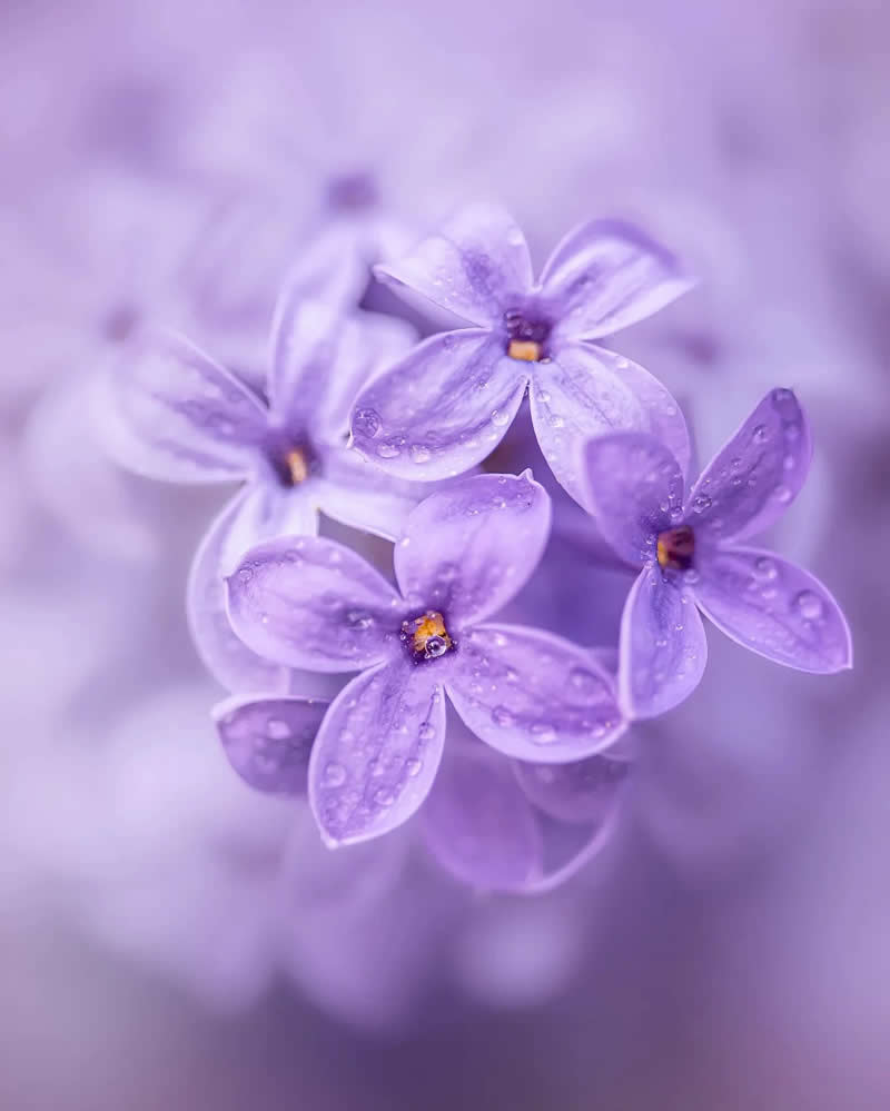 Сиреневые цветы в дымке света, макросъёмка
