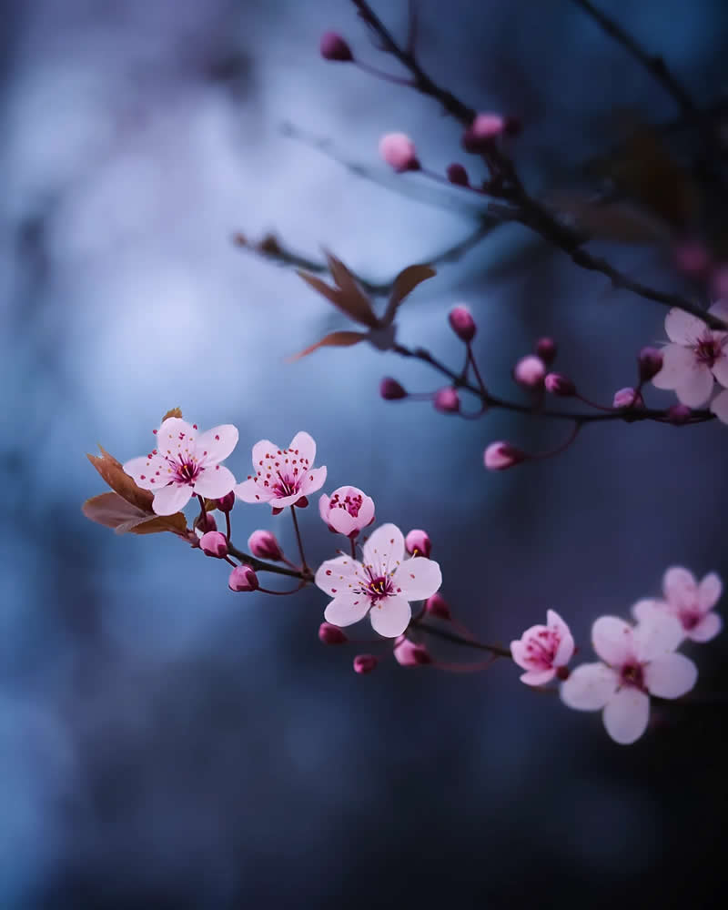 Цветы в синих сумерках, макросъёмка