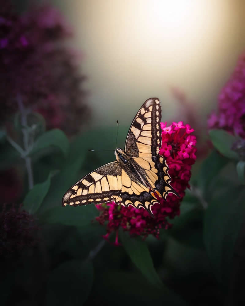 Золотистая бабочка на цветке в саду, макро