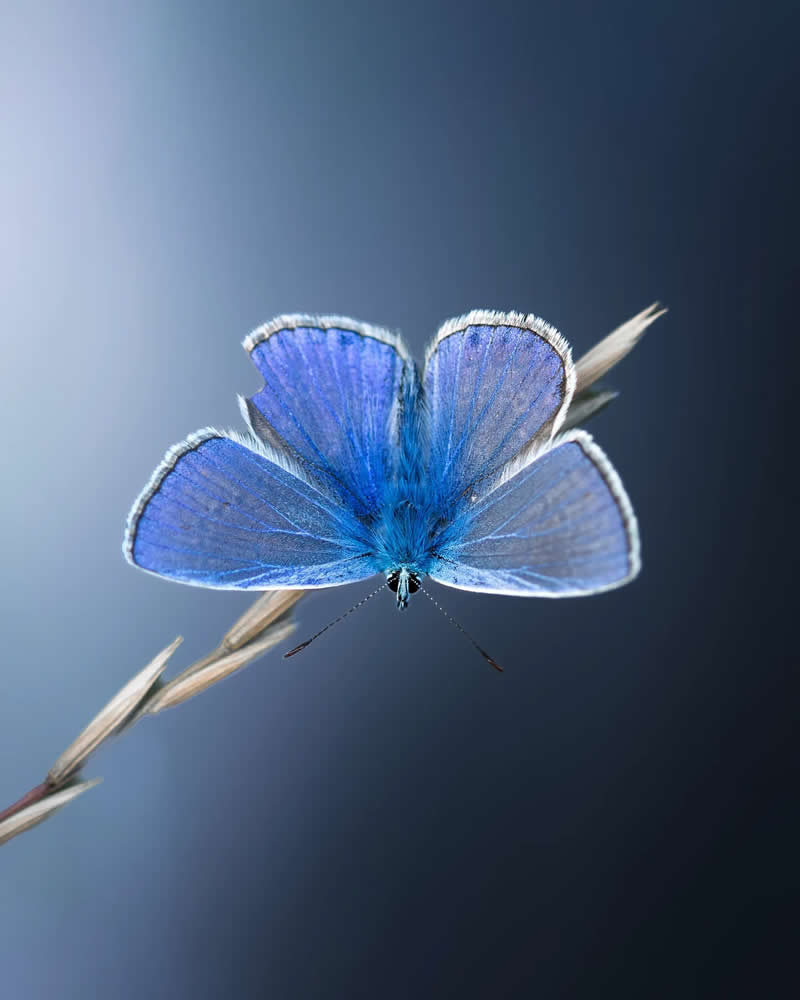 Голубая бабочка в полной неподвижности, макросъёмка