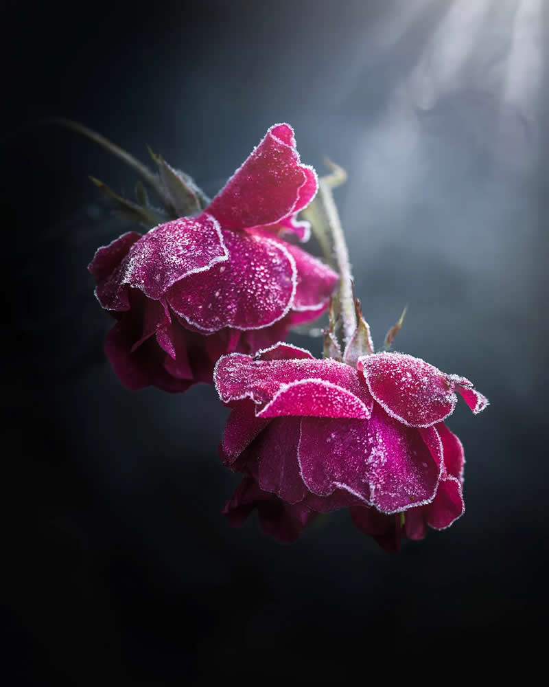 Розы в инее в луче тихого зимнего света, макро