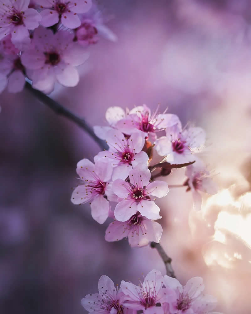 Лепестки в нежном рассветном свете, макросъёмка
