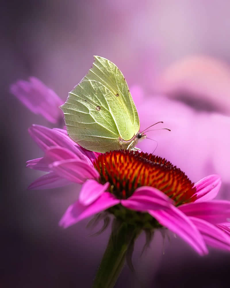 Бледная бабочка на ярком цветке, макросъёмка