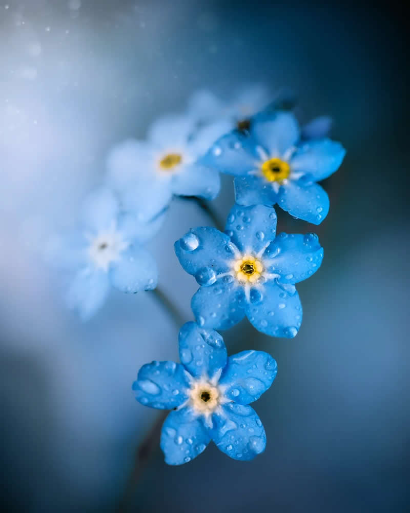 Капли воды на нежных лепестках, макросъёмка