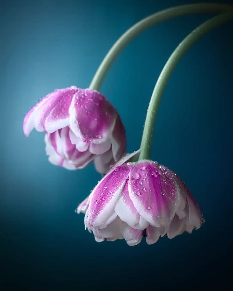 Розовые колокольчики на синем фоне, макро