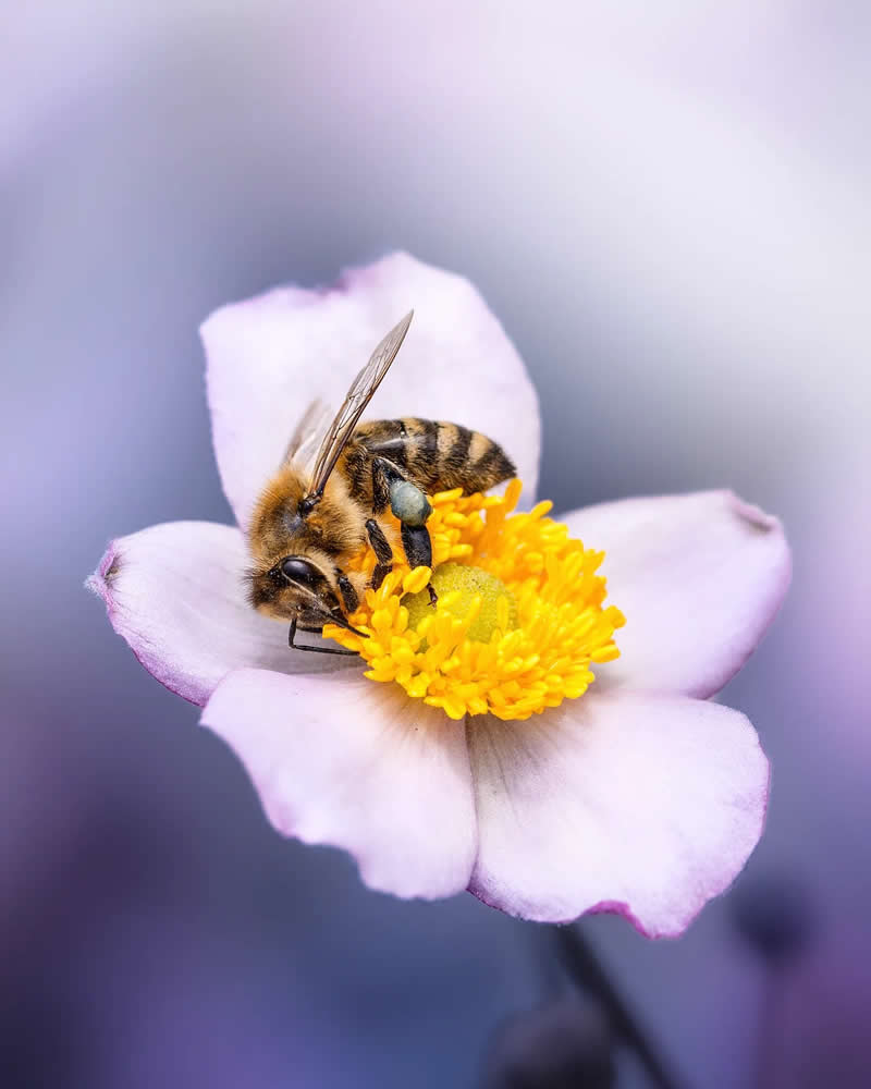 Золотистые тычинки цветка крупным планом, макро