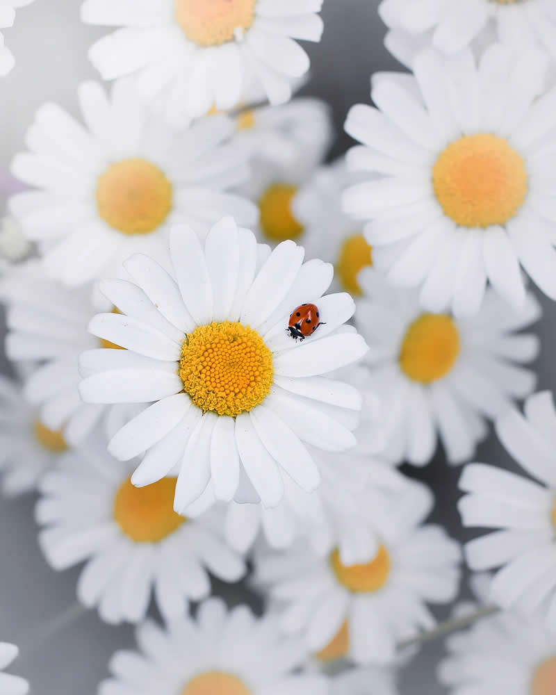 Красная точка на поле света, макросъёмка