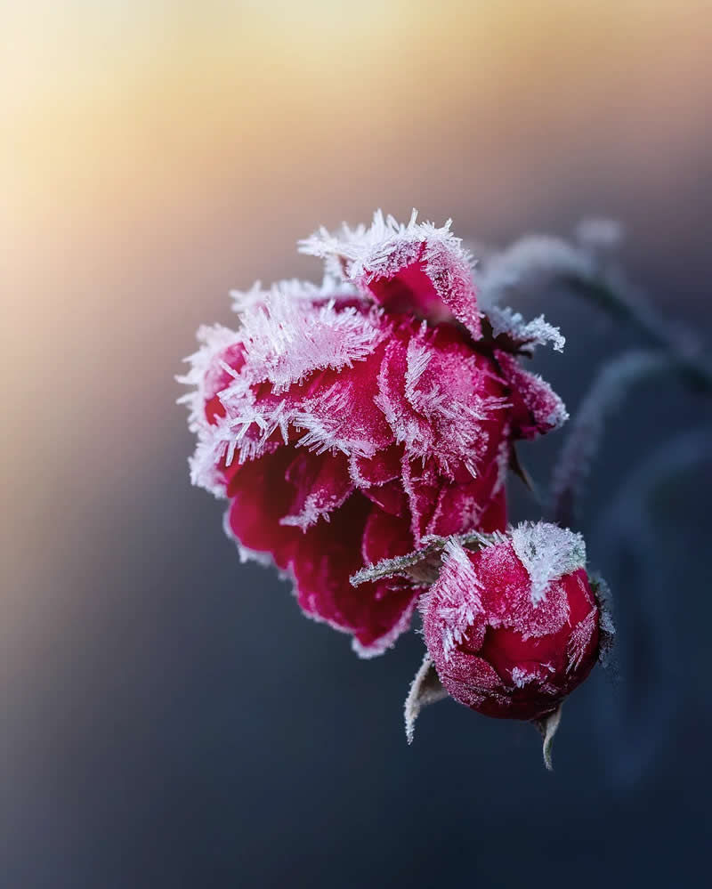 Красный цветок в зимнем кружеве инея, макро