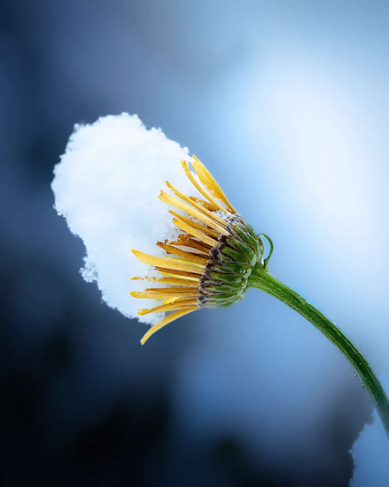 Лепесток в последнем дыхании зимы, макро