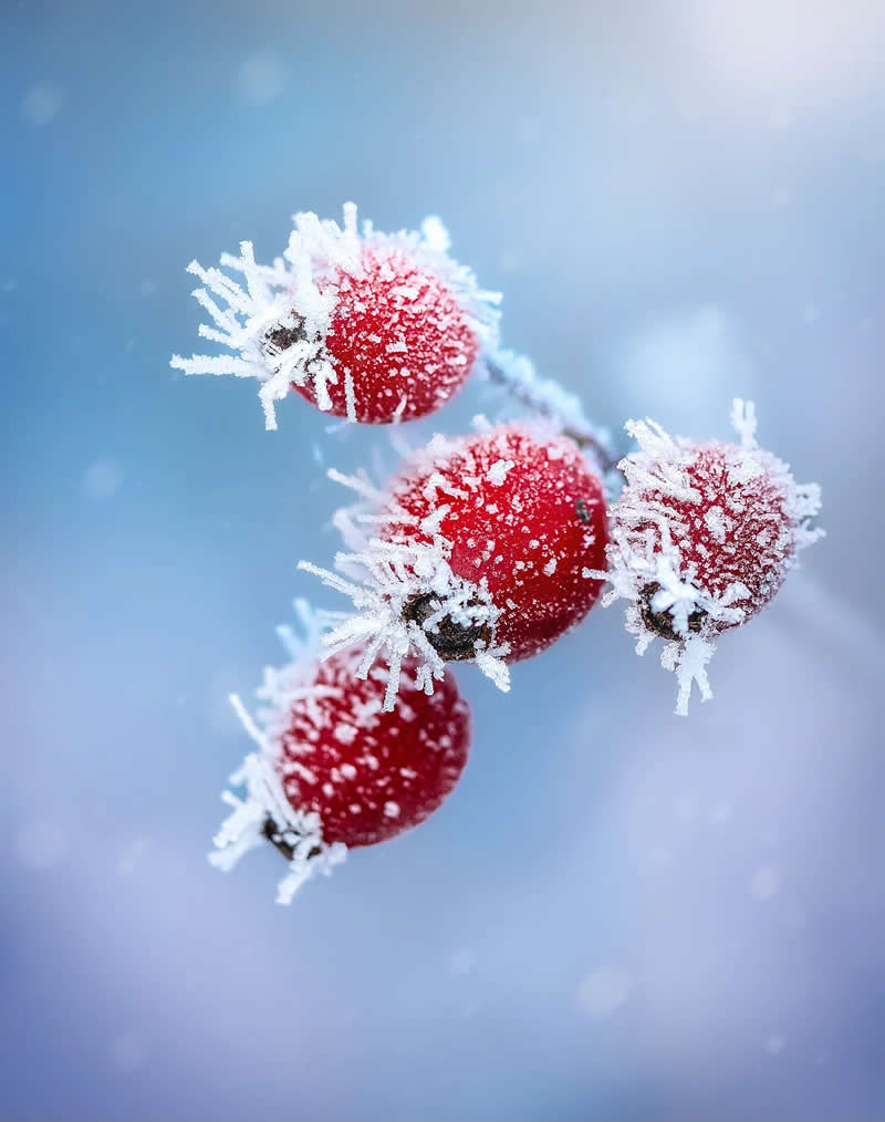 Алые ягоды в зимней короне из инея, макро