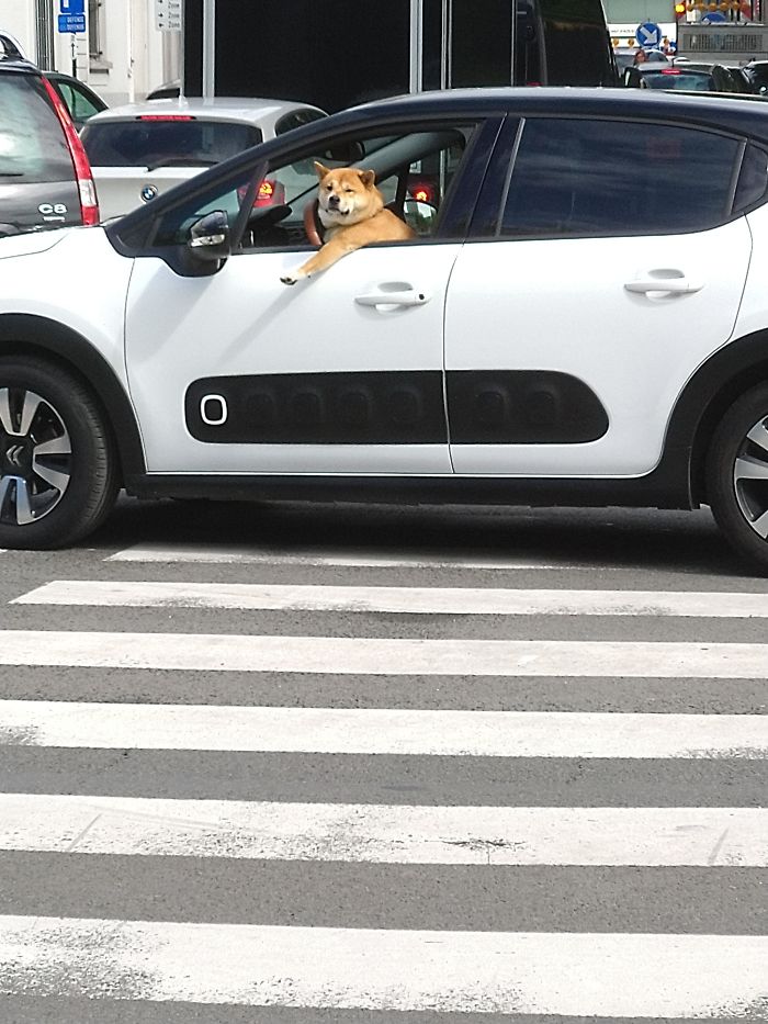 Рыжий шиба-ину выглядывает из окна белого кроссовера на пешеходном переходе