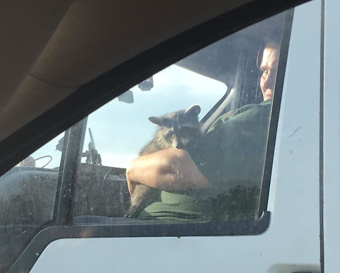 Женщина в зелёной футболке держит енота на руках в кабине грузовика