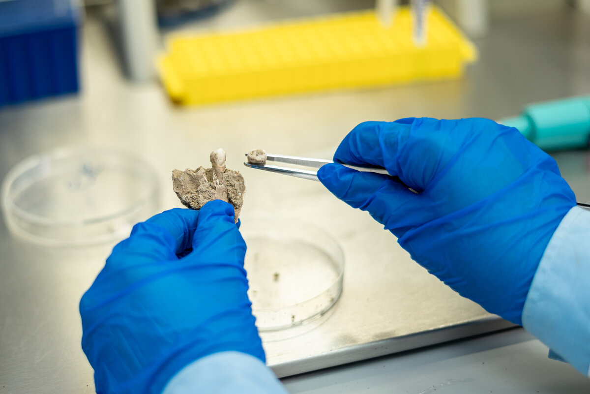 Лабораторный ДНК-анализ исторических костных останков &mdash; современный метод идентификации