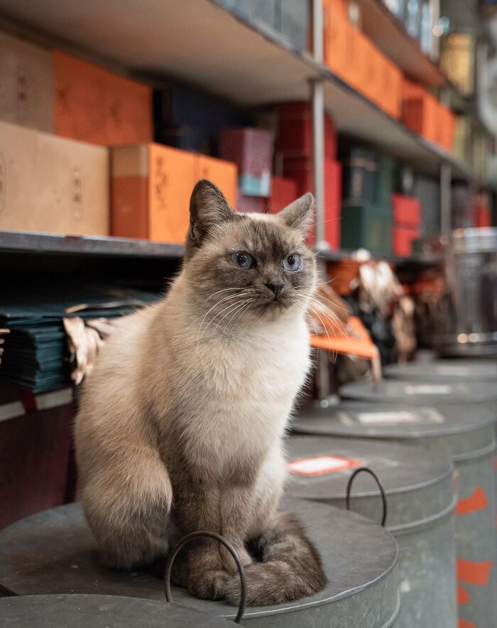 Сиамский кот с голубыми глазами сидит на серой банке в Гонконге