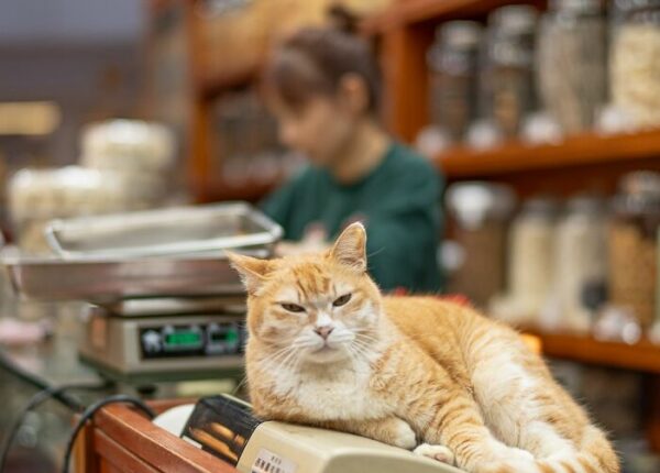 От Гонконга до Стамбула: 45 кошек, которые давно захватили эти города