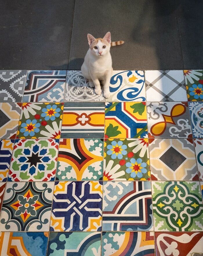 Белый кот с рыжим пятном сидит на яркой плитке в Стамбуле