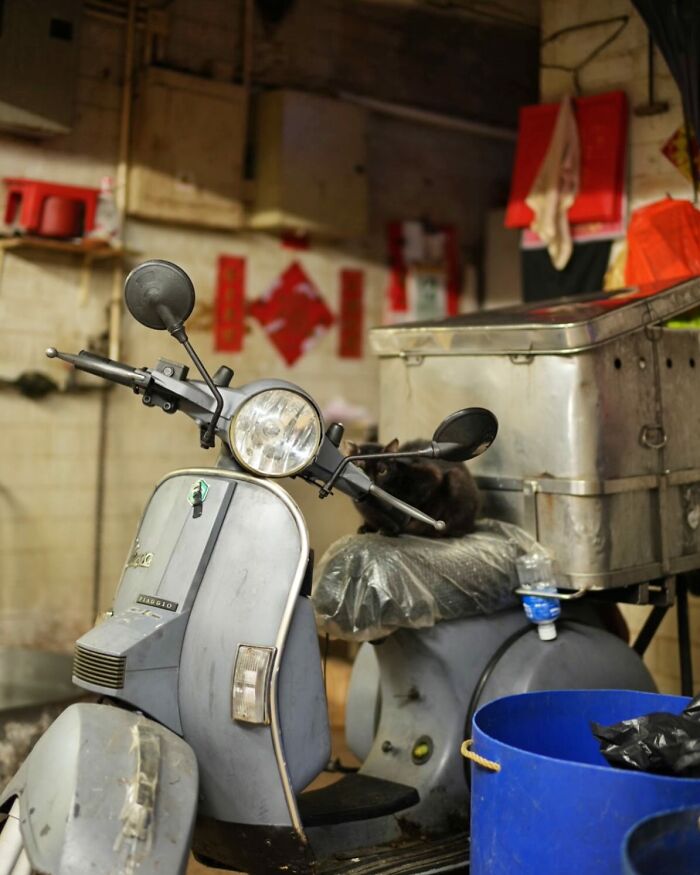 Черный кот сидит на сером скутере в мастерской