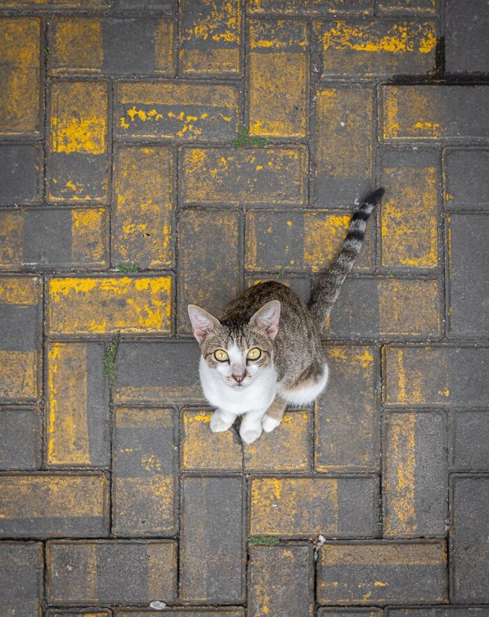 Полосатый кот смотрит вверх с жёлтой тротуарной плитки