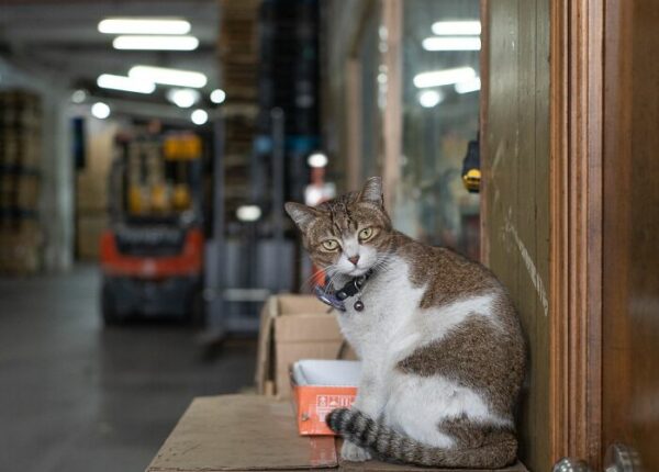 От Гонконга до Стамбула: 45 кошек, которые давно захватили эти города