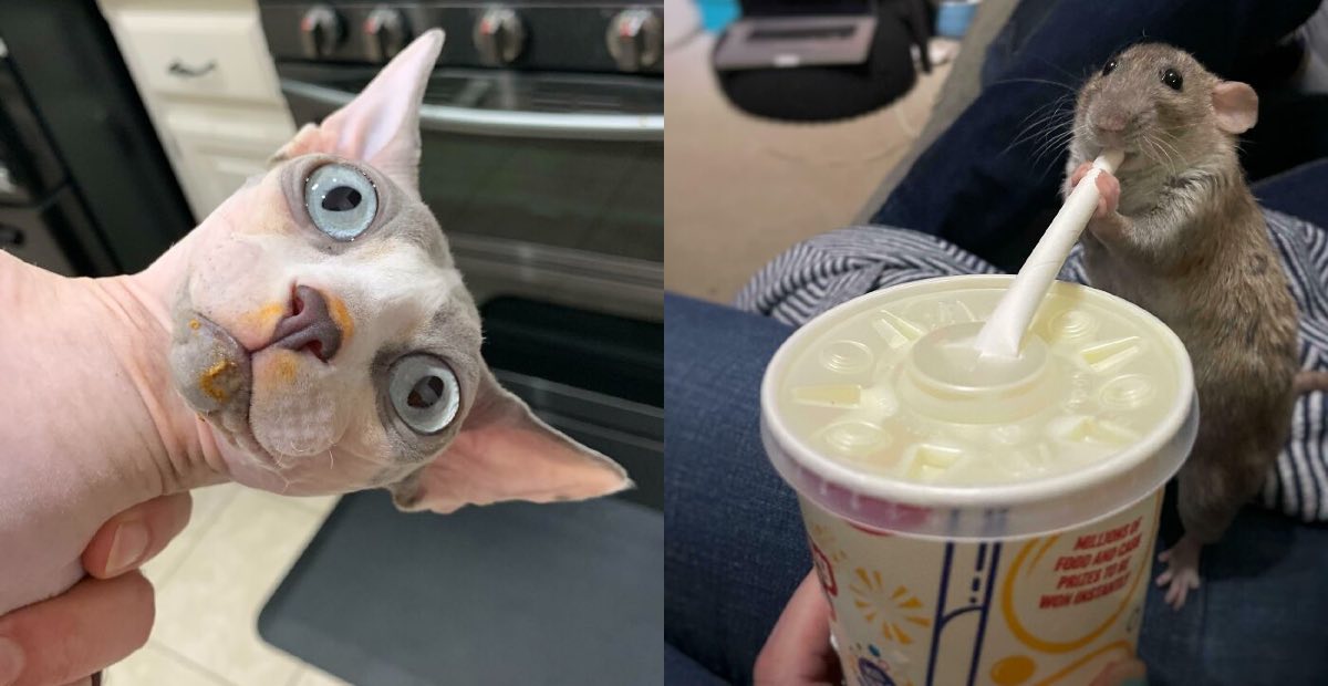 Bigpicture ru зверушки воришки