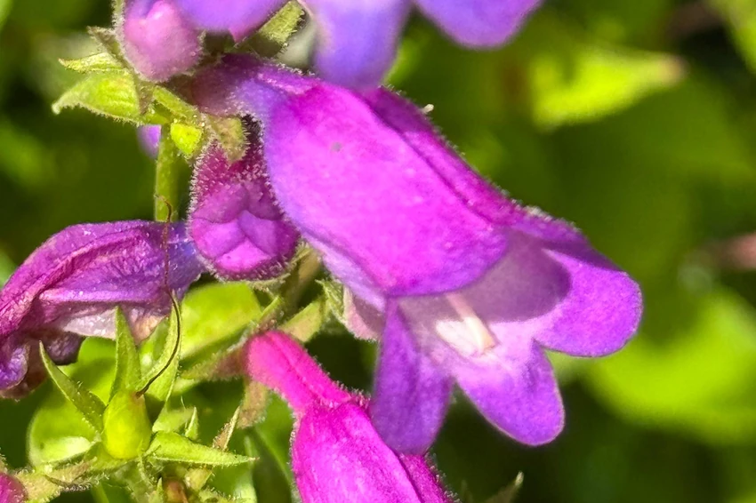 Penstemon Crac's Delight &mdash; растение, открытое Томом Харт Дайком и названное в честь его бабушки Мэри