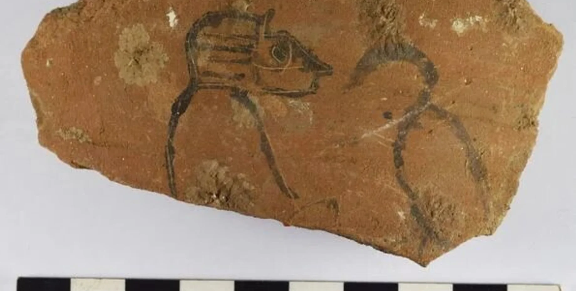 Изображение остракона с животными