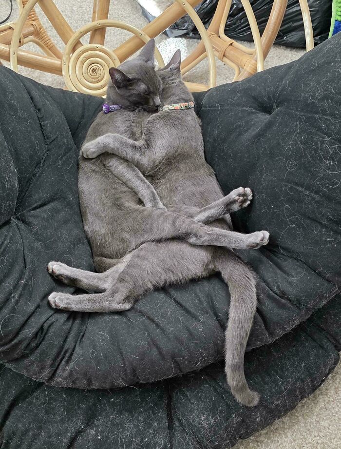 Два серых кота обнимаются во сне на чёрной подушке