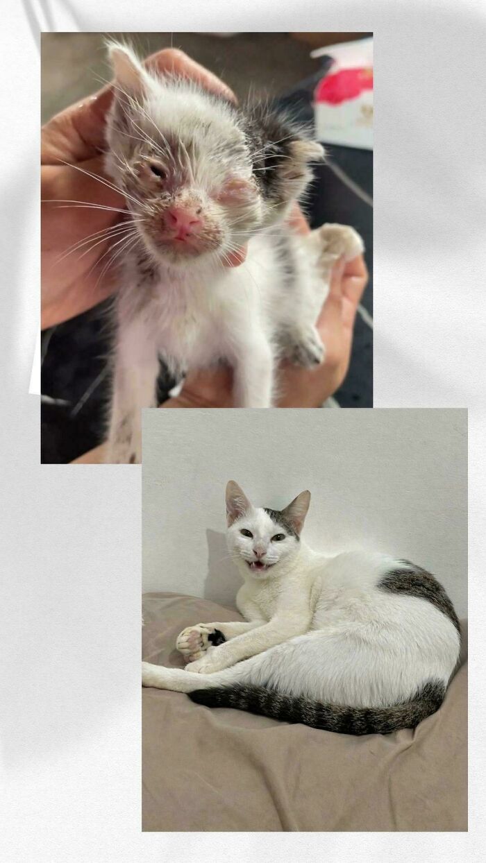 Коллаж с котёнком в руках и взрослым котом на кровати