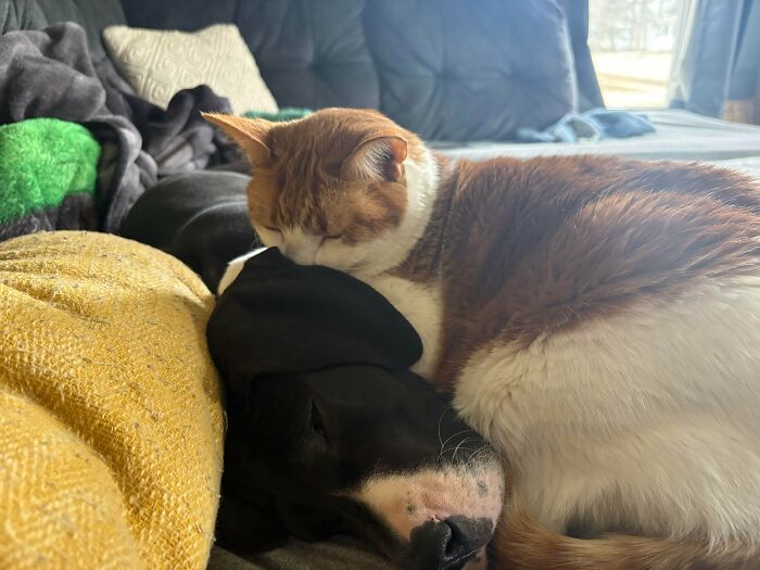 Рыже-белый кот спит головой на чёрном псе