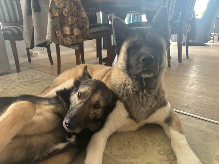 Два пса лежат обнявшись на ковре в комнате