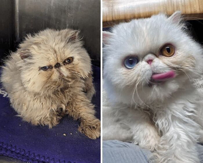 Коллаж с лохматым персидским котом до и после