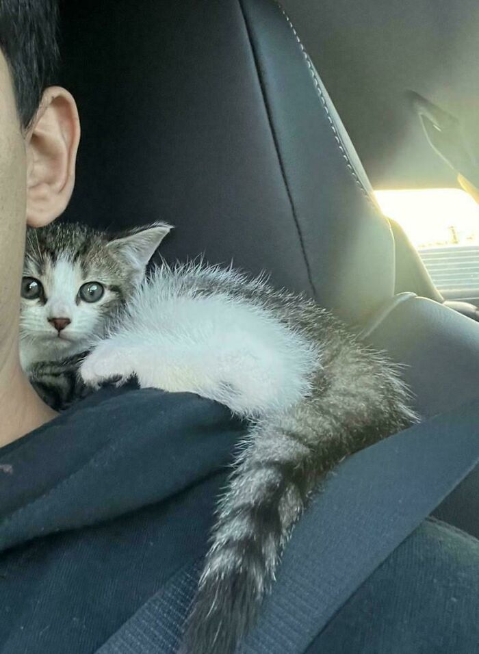 Серо-белый котёнок лежит на плече человека в машине