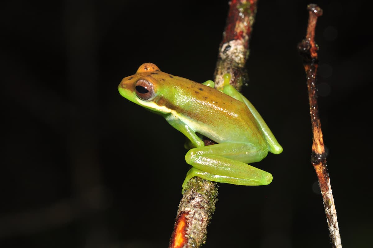 Лягушка Chiromantis samkosensis на листе в тропическом лесу Камбоджи